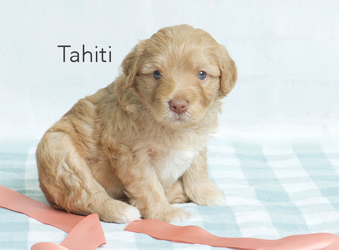 tahiti from katie and finn week three