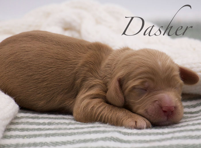 Dasher from Mayzie and Rhodie week 1
