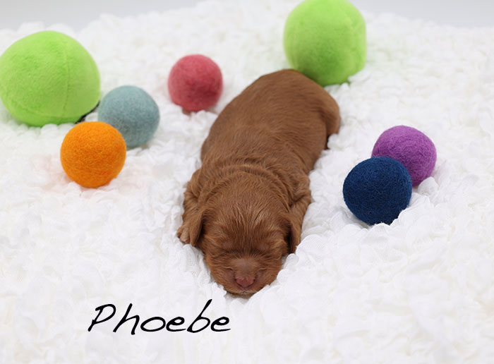 phoebe from piper and boots week 1