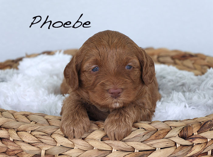 phoebe from piper and boots week 3