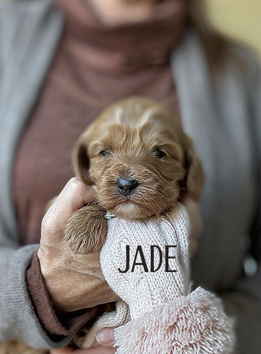 jade from aspen and river week 3