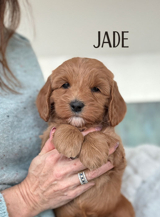 jade from aspen and river week 5