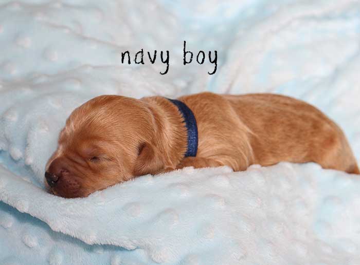 Navy Boy from Rosie and Ben week 1