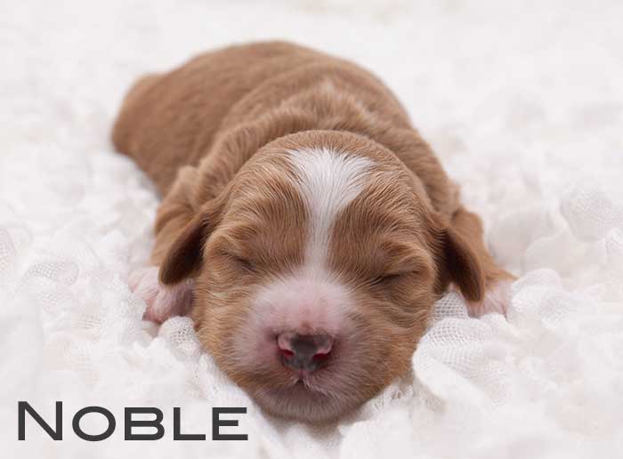 noble from monroe and remi week 1