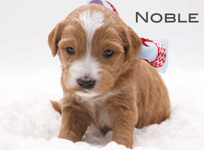noble from monroe and remi week 3