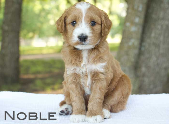 noble from monroe and remi week 5