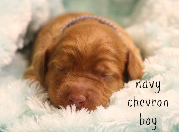 Navy Chevron Boy from Georgy and Ben week 1