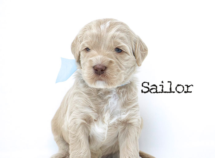 Sailor from Jules and Rhodie week 3