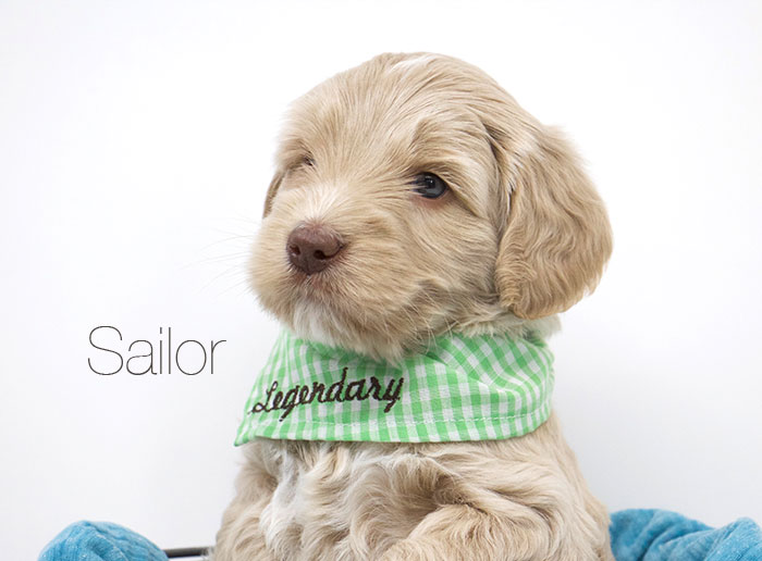 Sailor from Jules and Rhodie week 5
