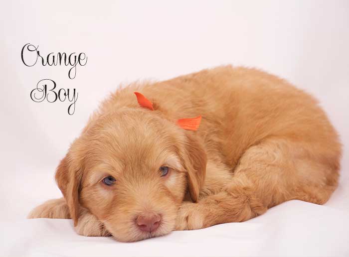 Orange Boy from Tallulah and Finn week 5