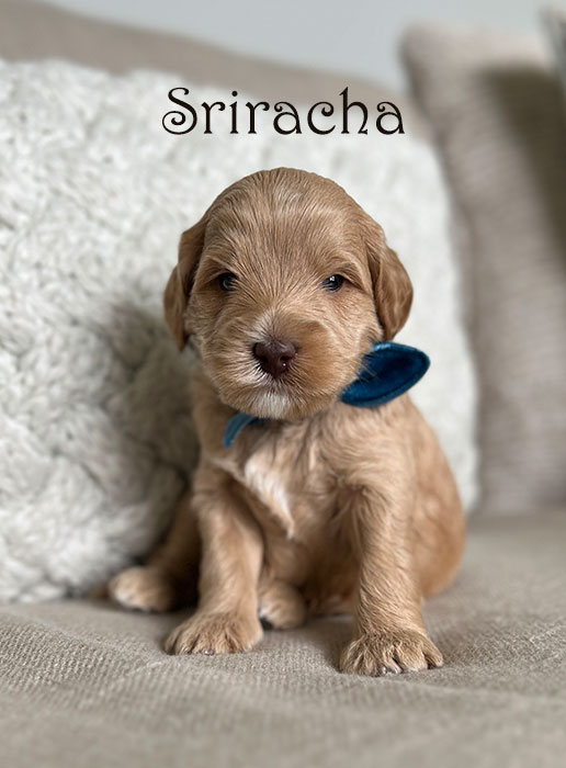 sriracha from libby and henry week 3