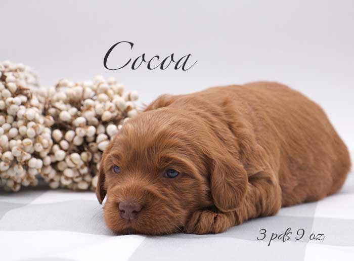Cocoa from Parker and Remi week 3
