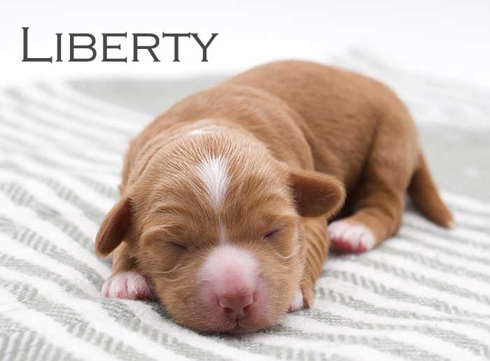 liberty from willow and remi week 1