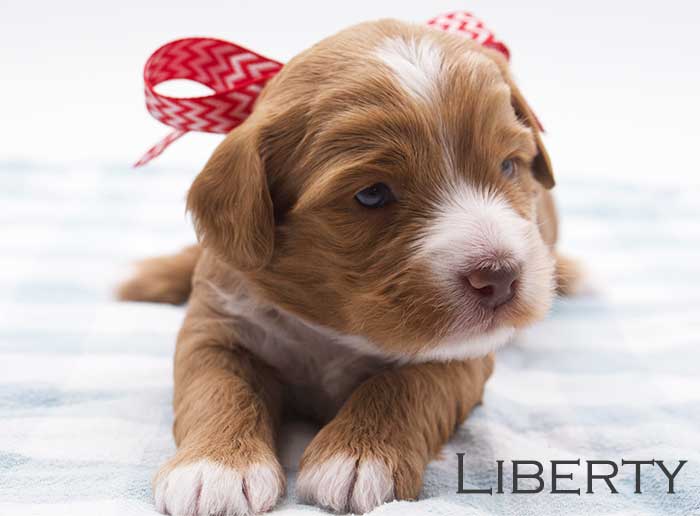 liberty from willow and remi week 3