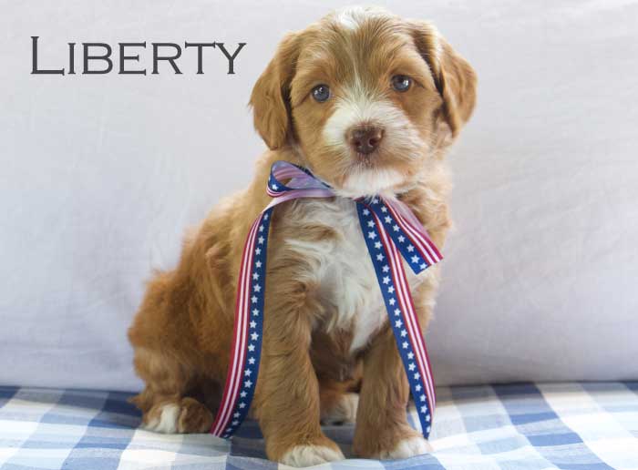 liberty from willow and remi week 5
