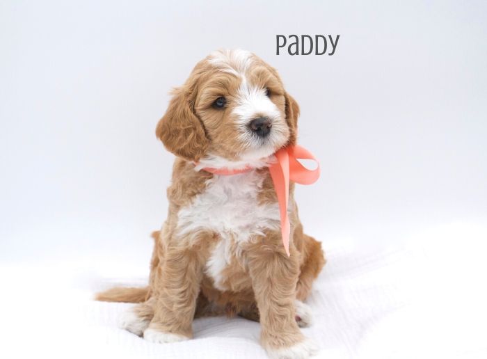Paddy Boy-week 5