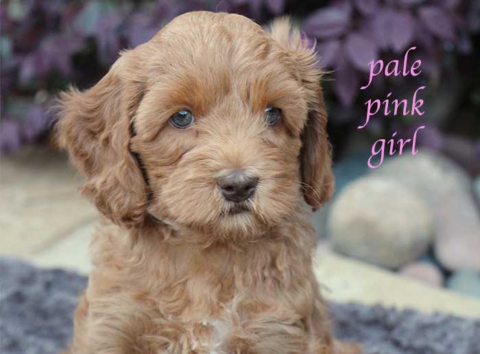 Pale Pink Girl from June and Flicker week 7
