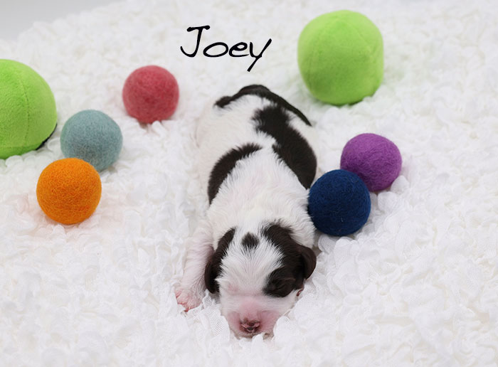 joey from piper and boots week 1