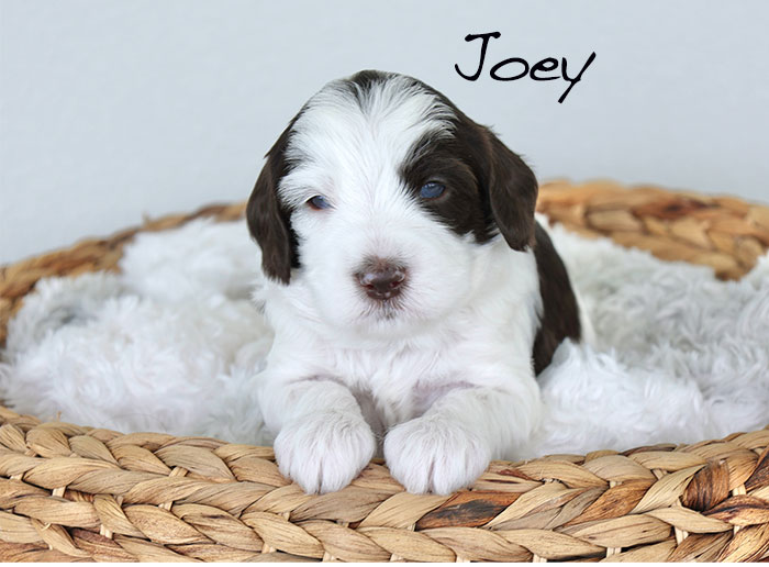joey from piper and boots week 3