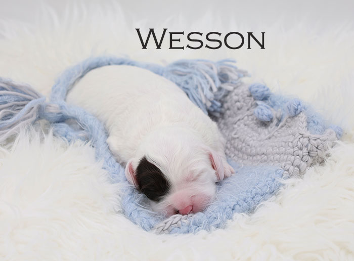 Wesson from Stella and Flirt week 1