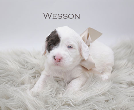 Wesson from Stella and Flirt week 3