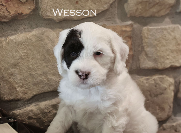 Wesson from Stella and Flirt week 5