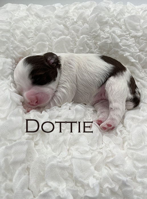 dottie from ellie and boots week 1