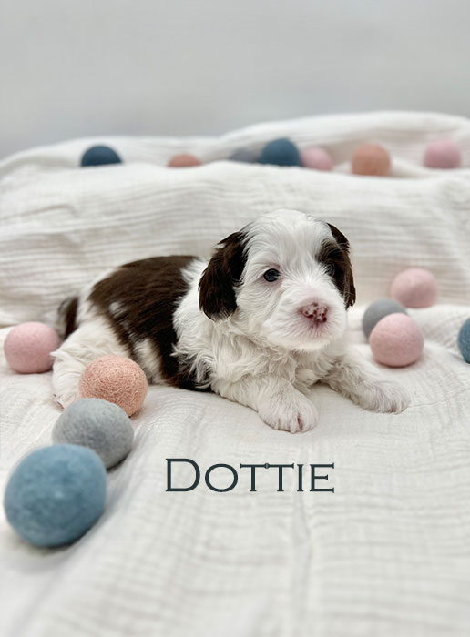 dottie from ellie and boots week 3