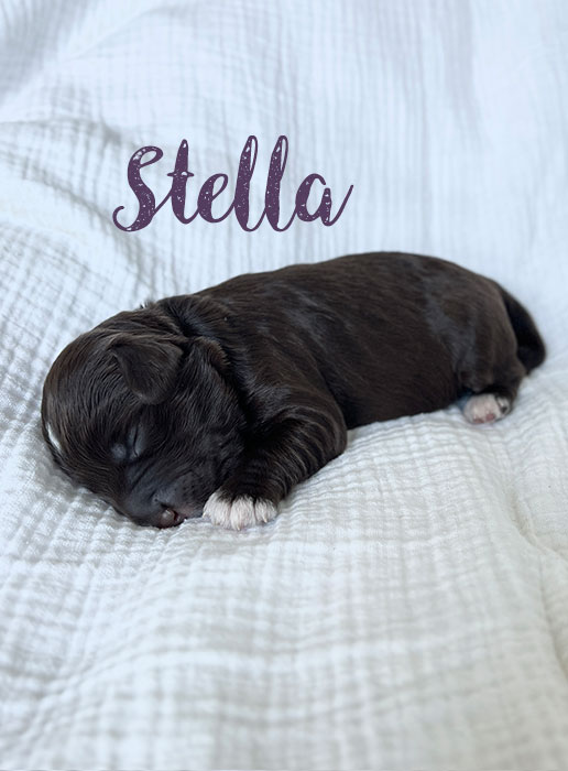Stella from roux and rocky week 1