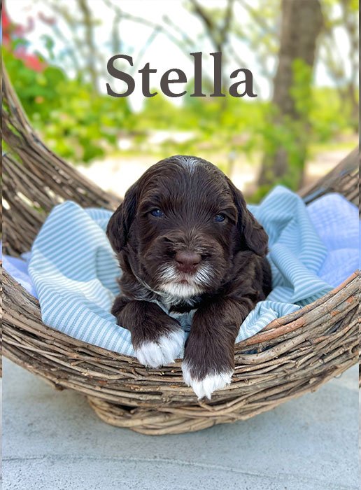 Stella from roux and rocky week 3