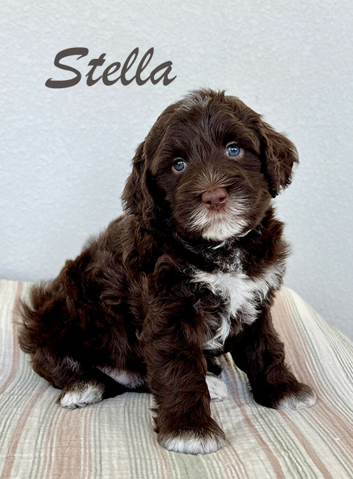 Stella from roux and rocky week 5