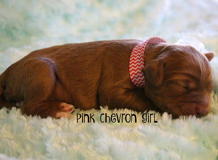 Pink Cheveron Girl from June and Flicker week 1