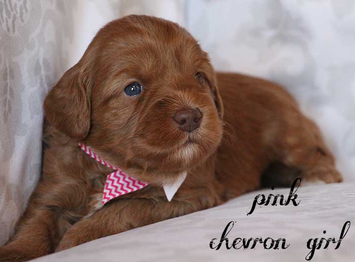 Pink Cheveron Girl from June and Flicker week 3