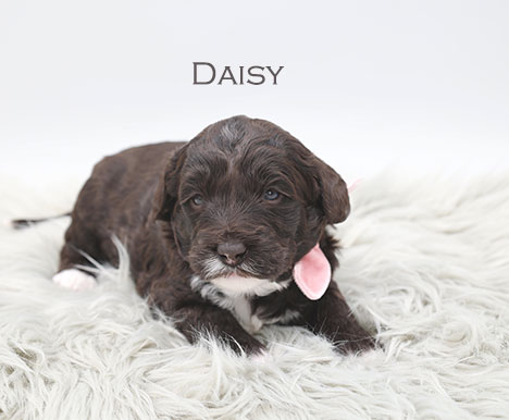 Daisy from Stella and Flirt week 3