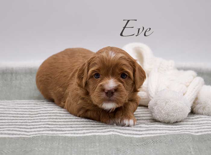 eve from penny and remi week 3