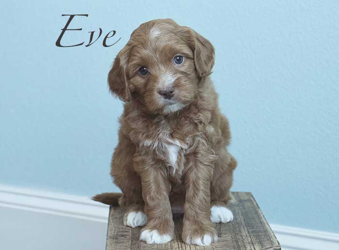 eve from penny and remi week 5