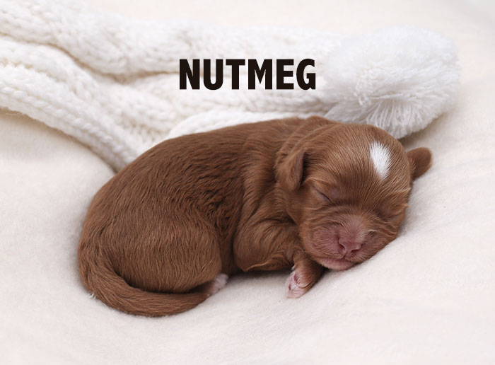 nutmeg from waffles and boots week 1