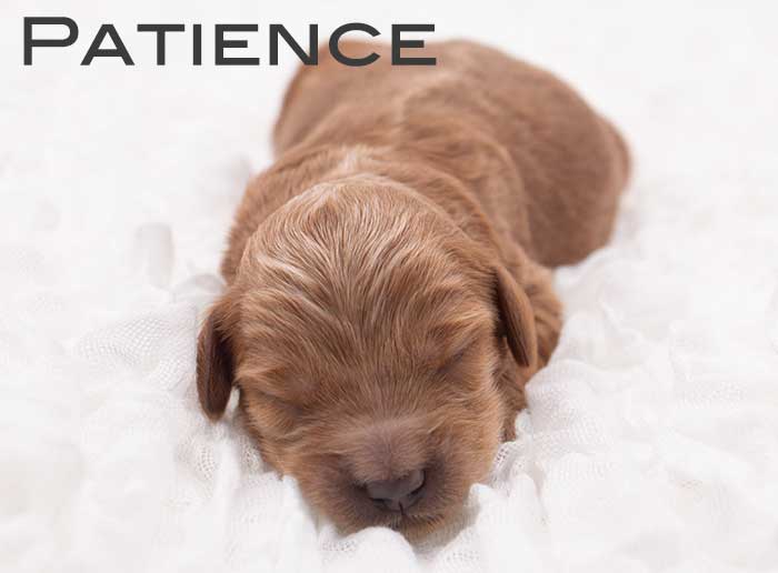 patience from monroe and remi week 1