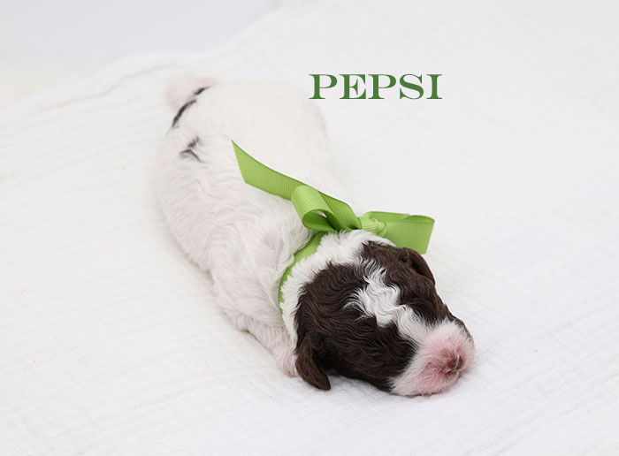 pepsi from waffles and bo week 1