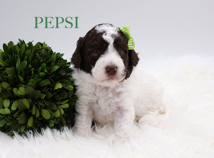 pepsi from waffles and bo week 3