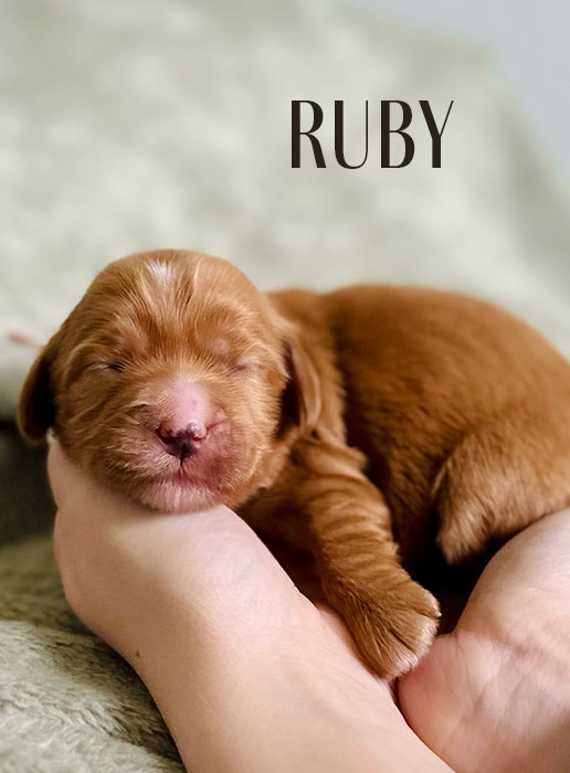 ruby from aspen and river week 1