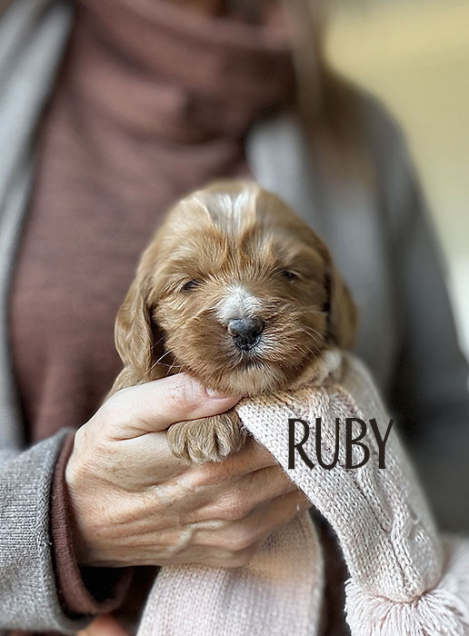 ruby from aspen and river week 3