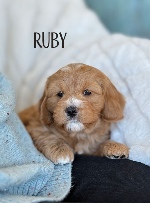 ruby from aspen and river week 5