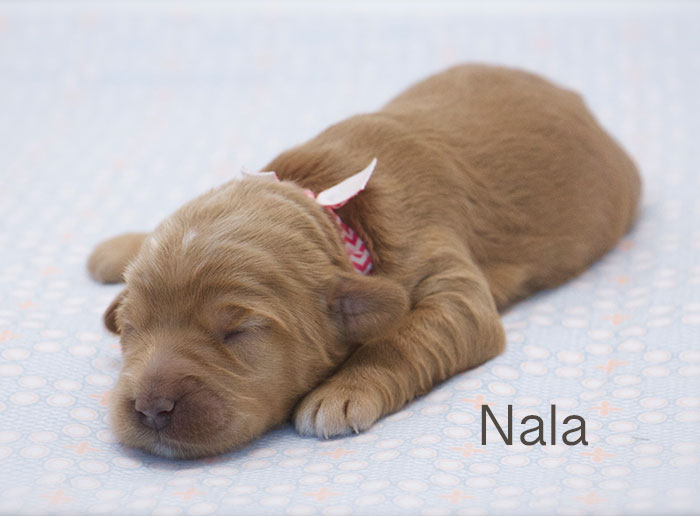 Nala from Tallulah and Rhodie week 1