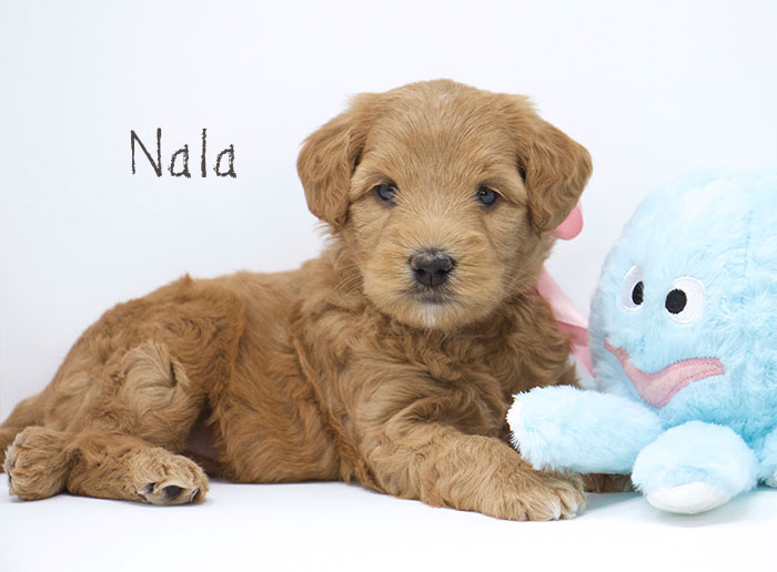 Nala from Tallulah and Rhodie week 5
