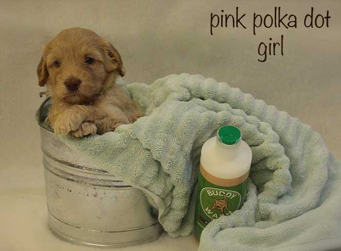 Pink Polka Dot Girl from Tallulah and AJ week 5