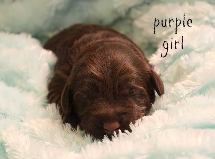 Purple Girl from Georgy and Ben week 1