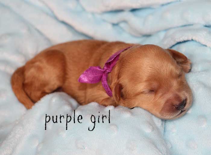 Purple Girl from Rosie and Ben week 1