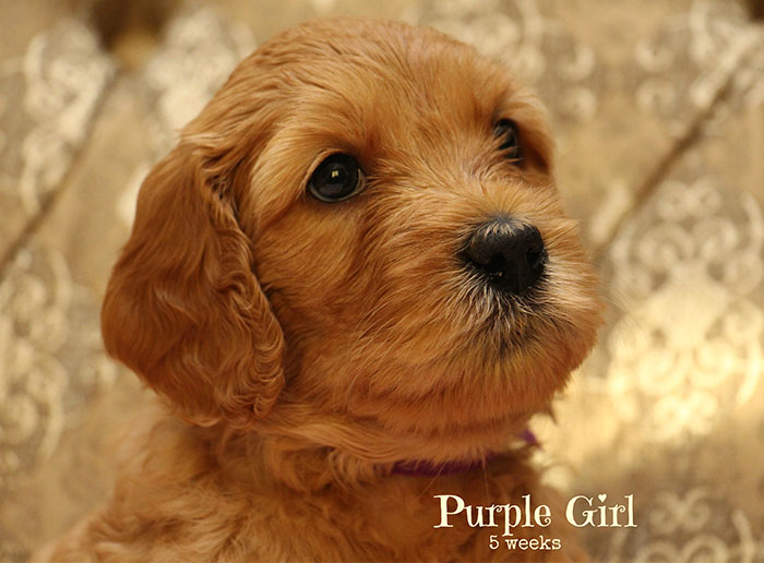 Purple Girl from Gracie and Ripley week 5