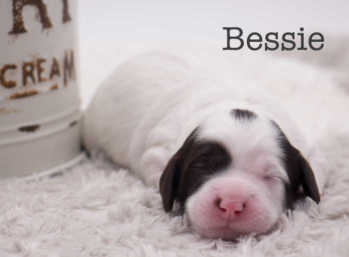 bessie from stella and brisket week 1